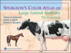 Product cover for Spurgeon&#039;s Color Atlas of Large Animal Anatomy