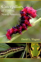 Product cover for Caterpillars of Eastern North America