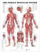 Product cover for The Female Muscular System Anatomical Chart