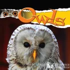 Product cover for Owls