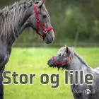 Product cover for Stor og lille